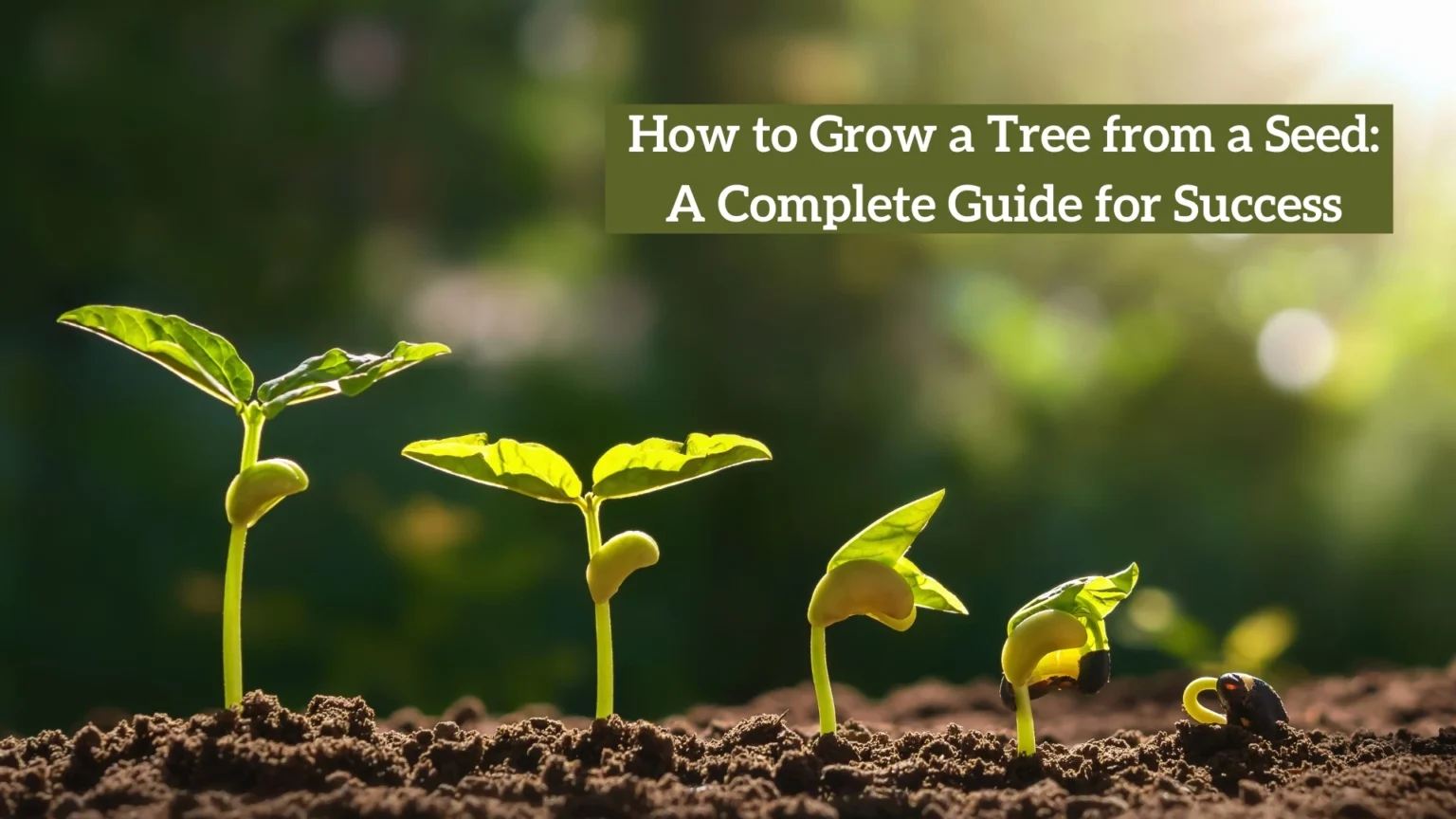 How to Grow a Tree from a Seed: A Complete Guide for Success