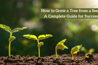 How to Grow a Tree from a Seed: A Complete Guide for Success