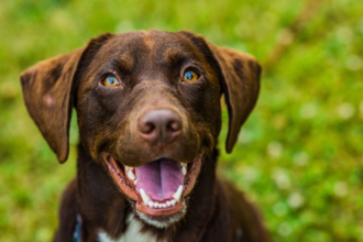 how many greenies can a dog have ,Greenies, dog dental chews, dog dental health, dog oral health, dog bad breath, dog dental disease, dog treats, dog dental care, Greenies benefits, Greenies for dogs, choosing Greenies for dogs